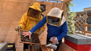 The fuzz with the buzz: How bees are helping Italy's Carabinieri police fight pollution